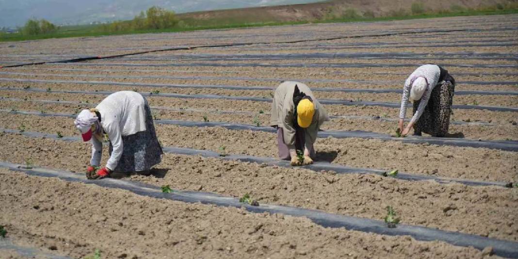Tadı ve aroması fark yaratıyor! 2026’da 240 binden fazla üretim hedefleniyor 4